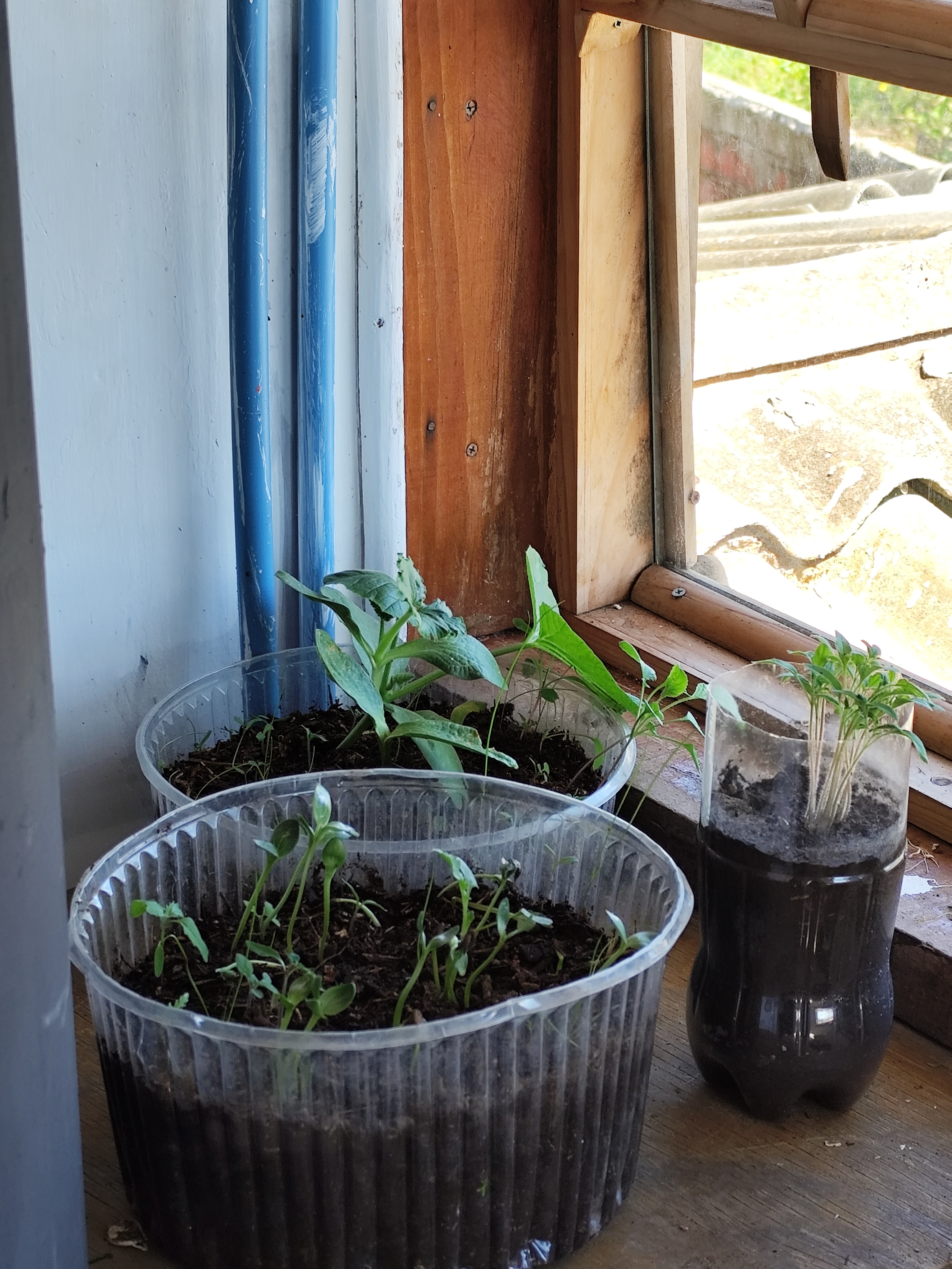 Almácigos en invernadero, con plantas jóvenes en recipientes reutilizados junto a una ventana.
