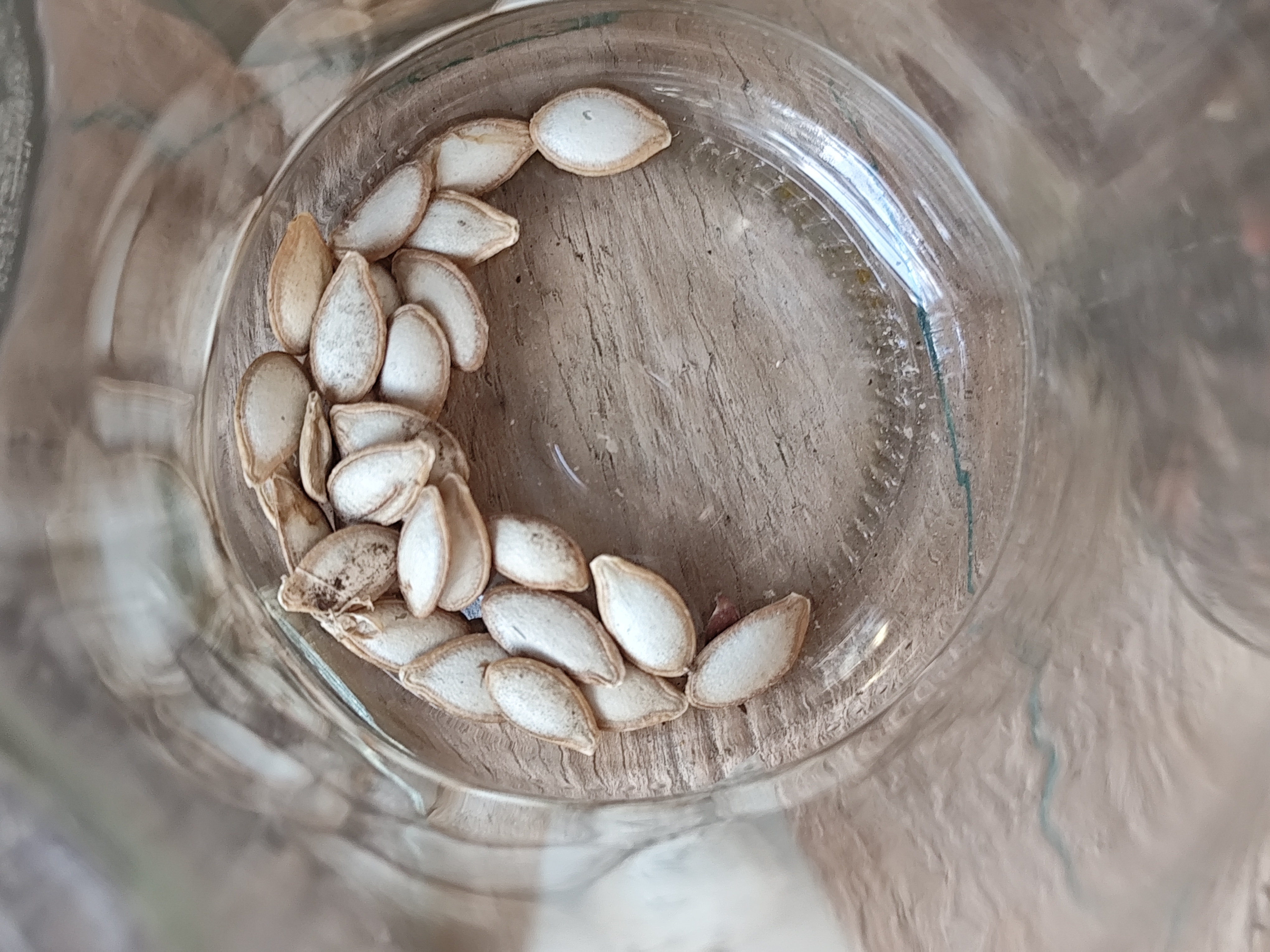 Semillas acopiadas en un frasco reutilizado para nuevas temporadas.